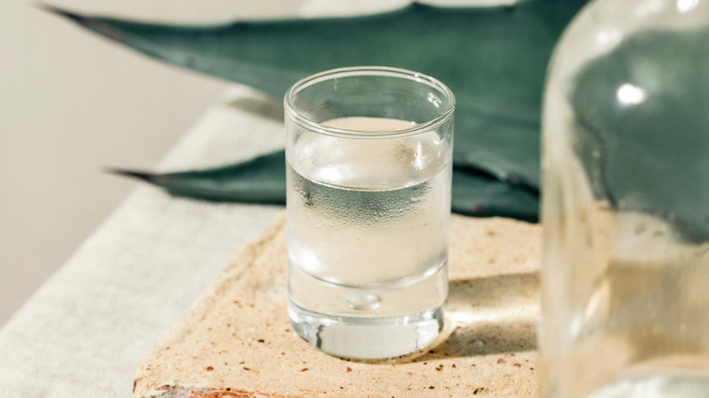 tequila glass with agave plant