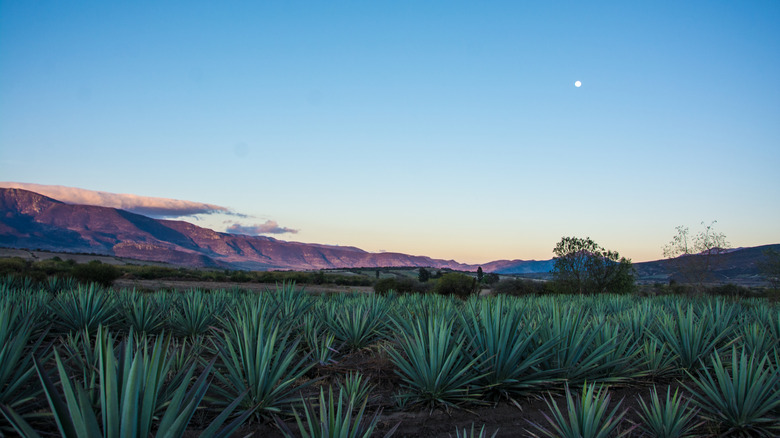 Agave fields in Oaxaca