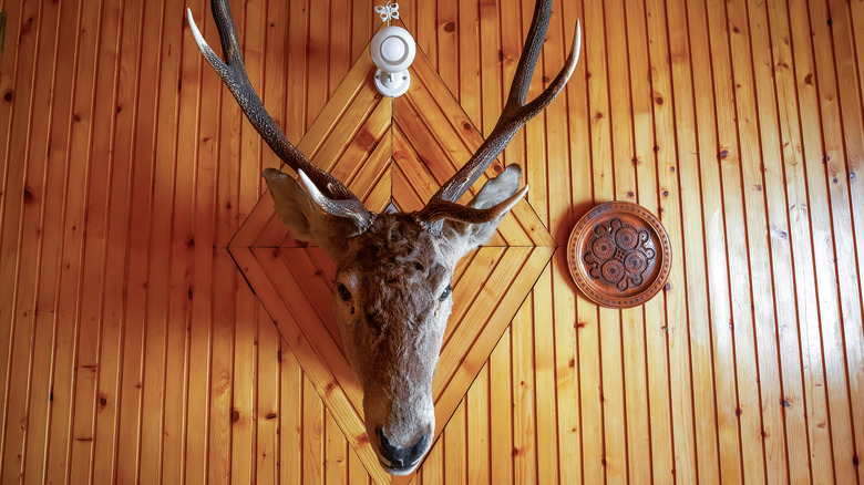 A mounted deer head