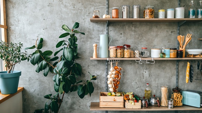 Organized kitchen rubber plant