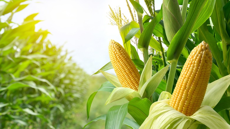 Corn in the field