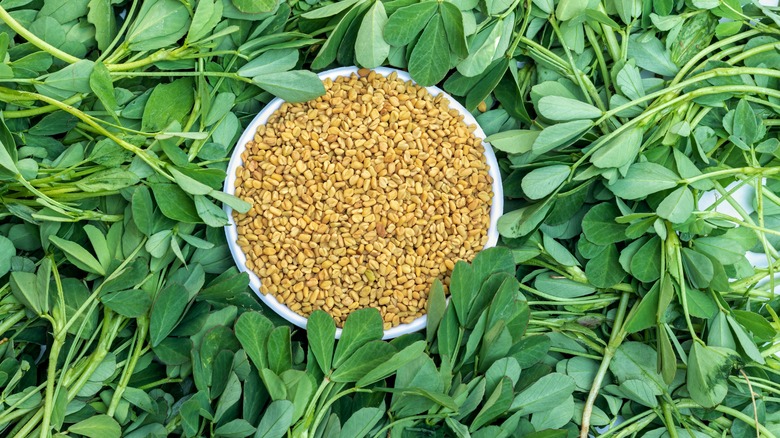 Fenugreek seeds with leaf surround