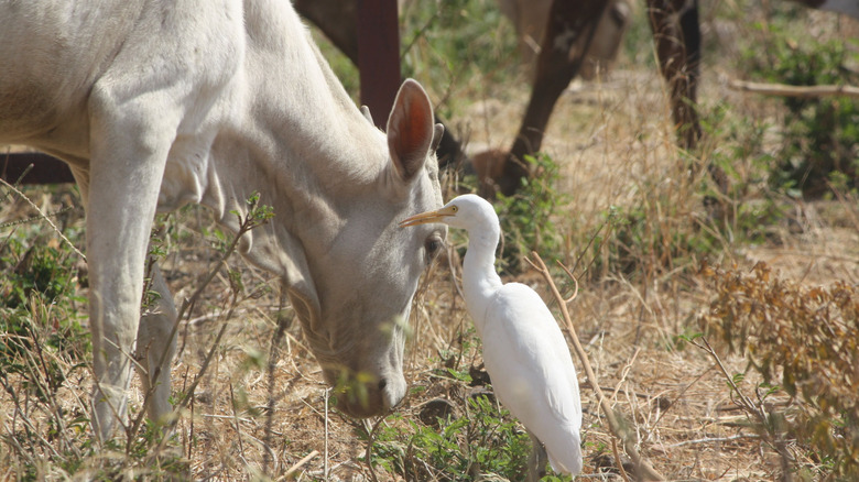 A cow and bird in field 