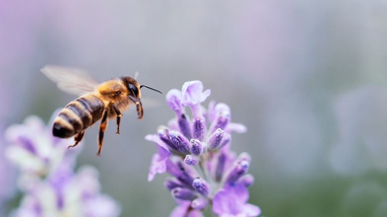 bee and purple flower