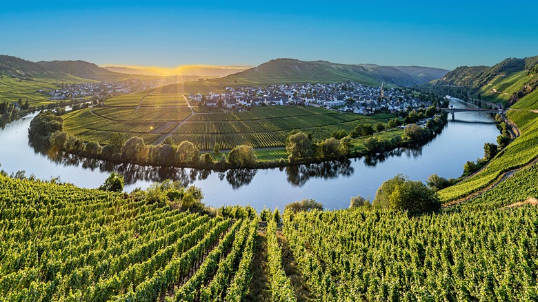 Mosel Valley vineyards